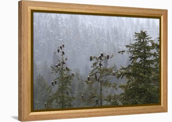 USA, Alaska. Bald eagles congregate in trees during-Margaret Gaines-Framed Premier Image Canvas