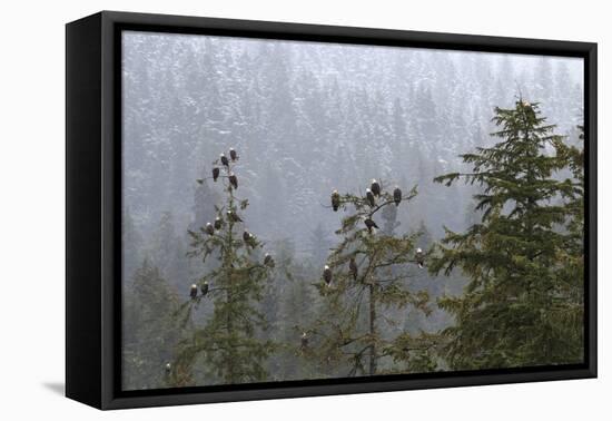 USA, Alaska. Bald eagles congregate in trees during-Margaret Gaines-Framed Premier Image Canvas