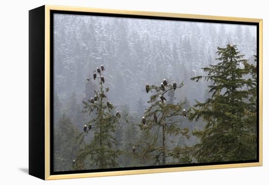 USA, Alaska. Bald eagles congregate in trees during-Margaret Gaines-Framed Premier Image Canvas