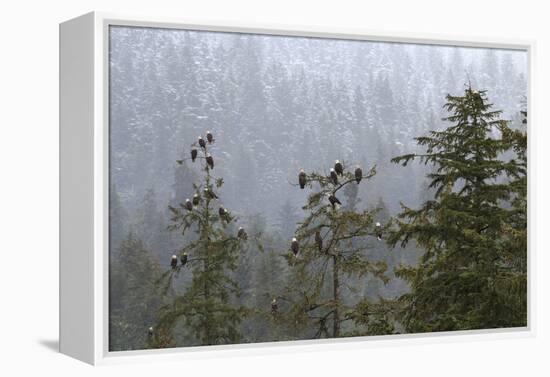 USA, Alaska. Bald eagles congregate in trees during-Margaret Gaines-Framed Premier Image Canvas