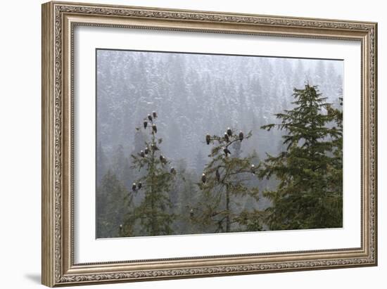 USA, Alaska. Bald eagles congregate in trees during-Margaret Gaines-Framed Photographic Print