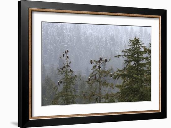 USA, Alaska. Bald eagles congregate in trees during-Margaret Gaines-Framed Photographic Print