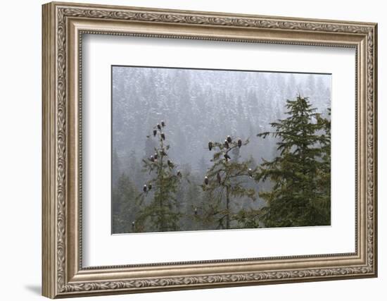 USA, Alaska. Bald eagles congregate in trees during-Margaret Gaines-Framed Photographic Print