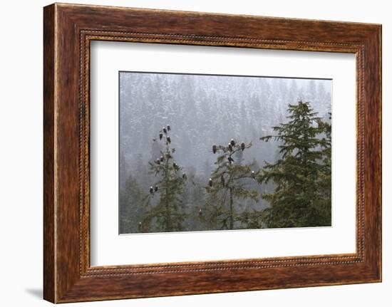 USA, Alaska. Bald eagles congregate in trees during-Margaret Gaines-Framed Photographic Print