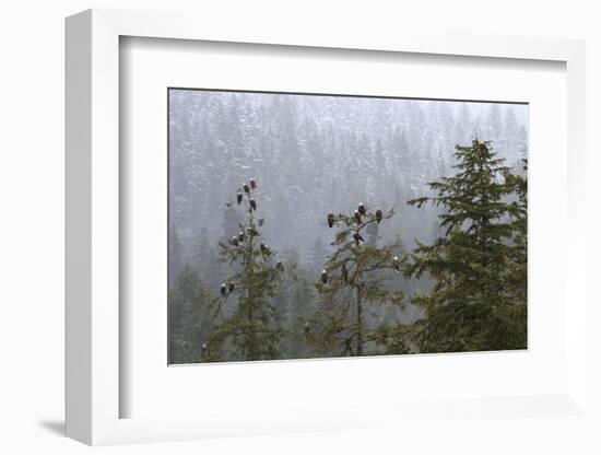 USA, Alaska. Bald eagles congregate in trees during-Margaret Gaines-Framed Photographic Print