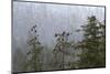 USA, Alaska. Bald eagles congregate in trees during-Margaret Gaines-Mounted Photographic Print