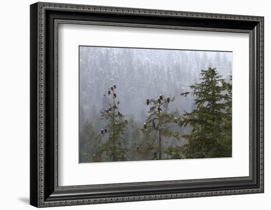 USA, Alaska. Bald eagles congregate in trees during-Margaret Gaines-Framed Photographic Print