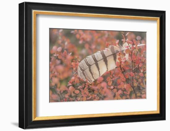 USA, Alaska, Brooks Range. Owl feather caught in dwarf birch.-Jaynes Gallery-Framed Photographic Print