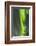 USA, Alaska, Central Alaska, Aurora, Northern Lights-Cathy & Gordon Illg-Framed Photographic Print