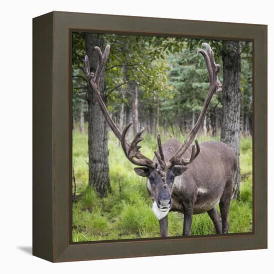 USA, Alaska, Chena Hot Springs of caribou.-Jaynes Gallery-Framed Premier Image Canvas