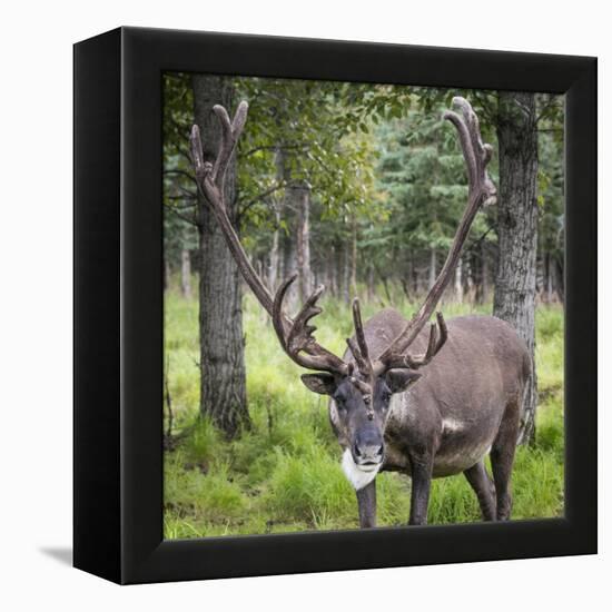 USA, Alaska, Chena Hot Springs of caribou.-Jaynes Gallery-Framed Premier Image Canvas