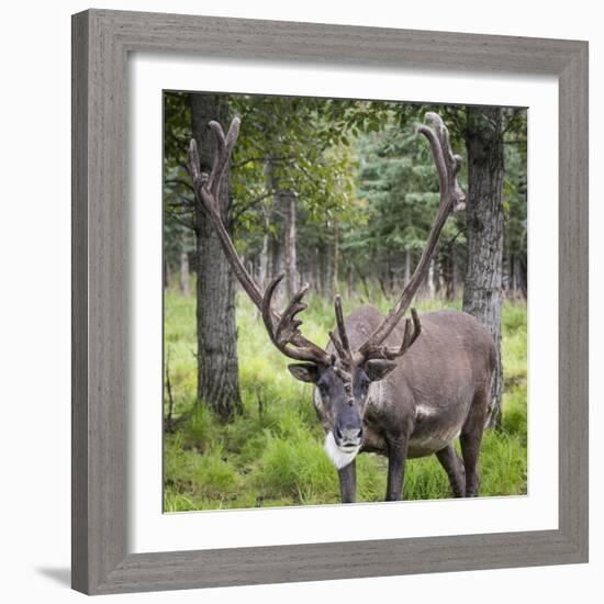 USA, Alaska, Chena Hot Springs of caribou.-Jaynes Gallery-Framed Photographic Print