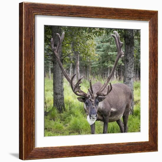 USA, Alaska, Chena Hot Springs of caribou.-Jaynes Gallery-Framed Photographic Print