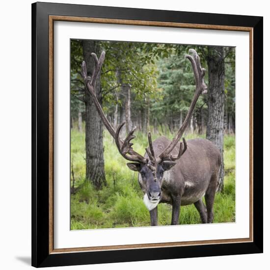 USA, Alaska, Chena Hot Springs of caribou.-Jaynes Gallery-Framed Photographic Print