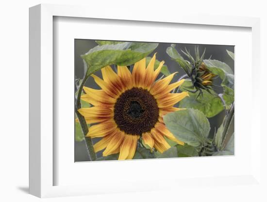 USA, Alaska, Chena Hot Springs of sunflower plant.-Jaynes Gallery-Framed Photographic Print