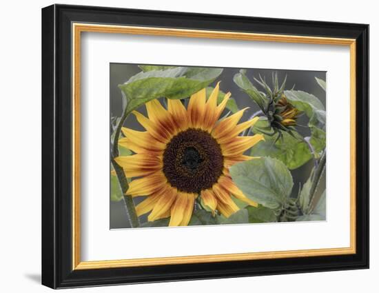 USA, Alaska, Chena Hot Springs of sunflower plant.-Jaynes Gallery-Framed Photographic Print