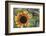 USA, Alaska, Chena Hot Springs of sunflower plant.-Jaynes Gallery-Framed Photographic Print