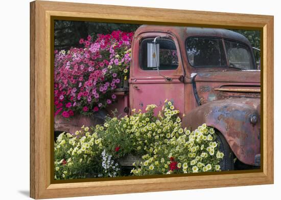 USA, Alaska, Chena Hot Springs. Old truck and flowers.-Jaynes Gallery-Framed Premier Image Canvas