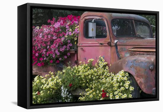 USA, Alaska, Chena Hot Springs. Old truck and flowers.-Jaynes Gallery-Framed Premier Image Canvas