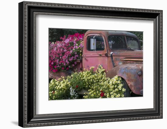 USA, Alaska, Chena Hot Springs. Old truck and flowers.-Jaynes Gallery-Framed Photographic Print