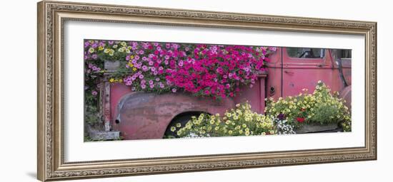 USA, Alaska, Chena Hot Springs. Panorama of old truck and flowers.-Jaynes Gallery-Framed Photographic Print