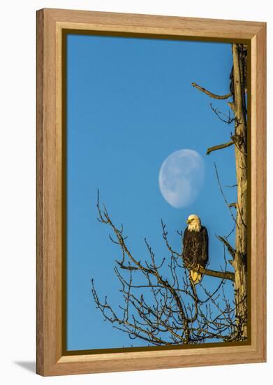 USA, Alaska, Chilkat Bald Eagle Preserve, bald eagle and moon-Jaynes Gallery-Framed Premier Image Canvas