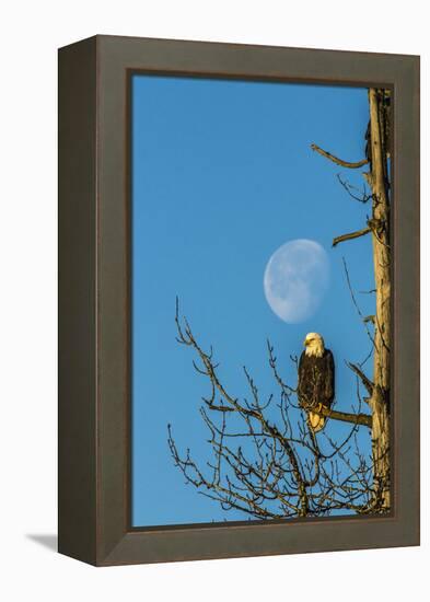 USA, Alaska, Chilkat Bald Eagle Preserve, bald eagle and moon-Jaynes Gallery-Framed Premier Image Canvas