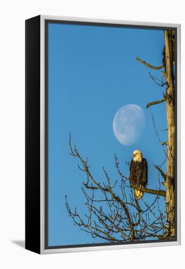 USA, Alaska, Chilkat Bald Eagle Preserve, bald eagle and moon-Jaynes Gallery-Framed Premier Image Canvas