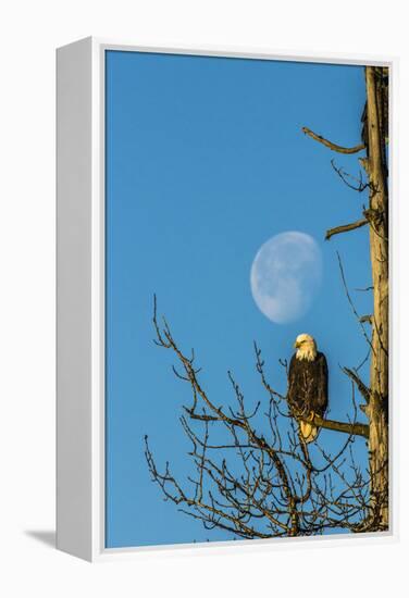 USA, Alaska, Chilkat Bald Eagle Preserve, bald eagle and moon-Jaynes Gallery-Framed Premier Image Canvas