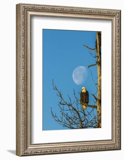 USA, Alaska, Chilkat Bald Eagle Preserve, bald eagle and moon-Jaynes Gallery-Framed Photographic Print