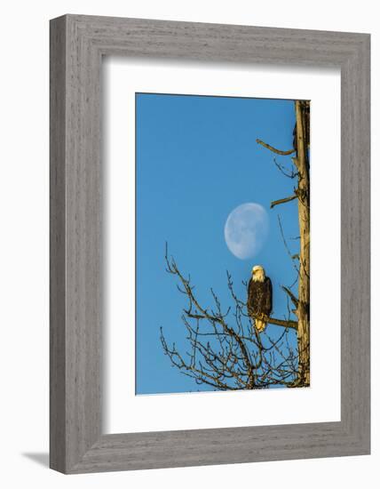 USA, Alaska, Chilkat Bald Eagle Preserve, bald eagle and moon-Jaynes Gallery-Framed Photographic Print