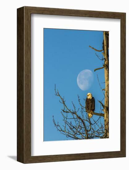 USA, Alaska, Chilkat Bald Eagle Preserve, bald eagle and moon-Jaynes Gallery-Framed Photographic Print