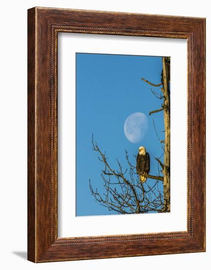 USA, Alaska, Chilkat Bald Eagle Preserve, bald eagle and moon-Jaynes Gallery-Framed Photographic Print