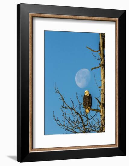 USA, Alaska, Chilkat Bald Eagle Preserve, bald eagle and moon-Jaynes Gallery-Framed Photographic Print