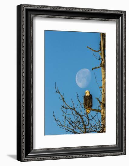 USA, Alaska, Chilkat Bald Eagle Preserve, bald eagle and moon-Jaynes Gallery-Framed Photographic Print