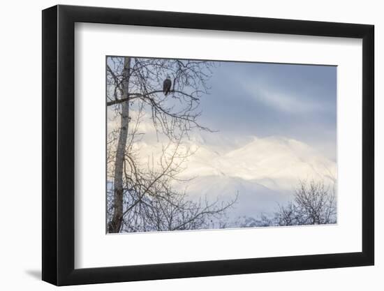 USA, Alaska, Chilkat Bald Eagle Preserve, bald eagle, and snowy mountains-Jaynes Gallery-Framed Photographic Print