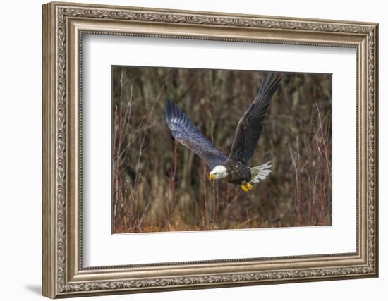 USA, Alaska, Chilkat Bald Eagle Preserve, bald eagle flying-Jaynes Gallery-Framed Photographic Print