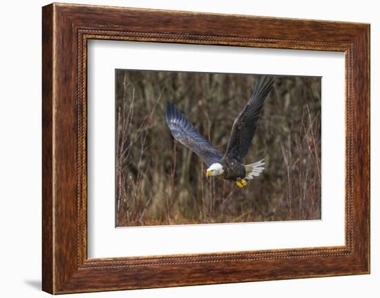 USA, Alaska, Chilkat Bald Eagle Preserve, bald eagle flying-Jaynes Gallery-Framed Photographic Print