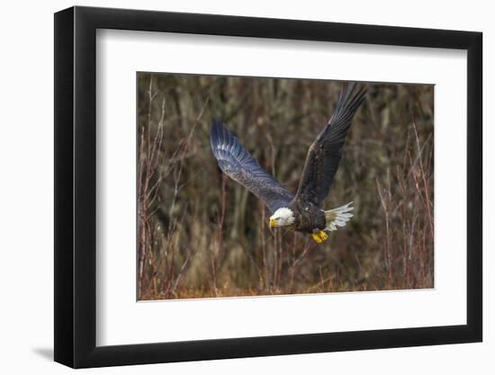 USA, Alaska, Chilkat Bald Eagle Preserve, bald eagle flying-Jaynes Gallery-Framed Photographic Print