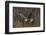 USA, Alaska, Chilkat Bald Eagle Preserve, bald eagle flying-Jaynes Gallery-Framed Photographic Print