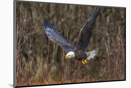 USA, Alaska, Chilkat Bald Eagle Preserve, bald eagle flying-Jaynes Gallery-Mounted Photographic Print