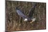 USA, Alaska, Chilkat Bald Eagle Preserve, bald eagle flying-Jaynes Gallery-Mounted Photographic Print