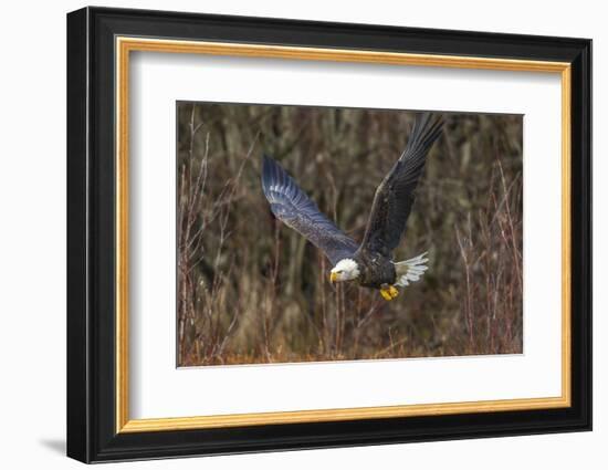 USA, Alaska, Chilkat Bald Eagle Preserve, bald eagle flying-Jaynes Gallery-Framed Photographic Print