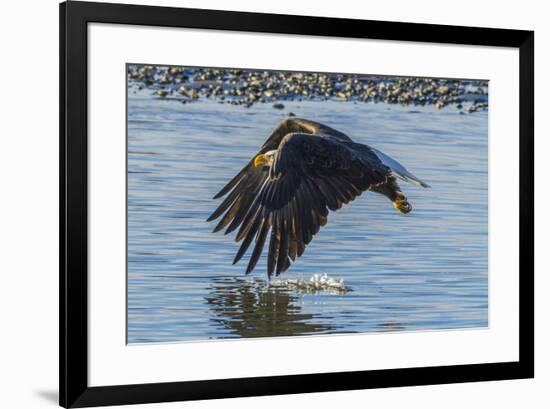 USA, Alaska, Chilkat Bald Eagle Preserve, bald eagle flying-Jaynes Gallery-Framed Premium Photographic Print