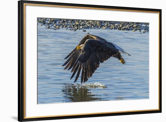 USA, Alaska, Chilkat Bald Eagle Preserve, bald eagle flying-Jaynes Gallery-Framed Premium Photographic Print