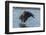 USA, Alaska, Chilkat Bald Eagle Preserve, bald eagle flying-Jaynes Gallery-Framed Photographic Print