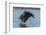 USA, Alaska, Chilkat Bald Eagle Preserve, bald eagle flying-Jaynes Gallery-Framed Photographic Print