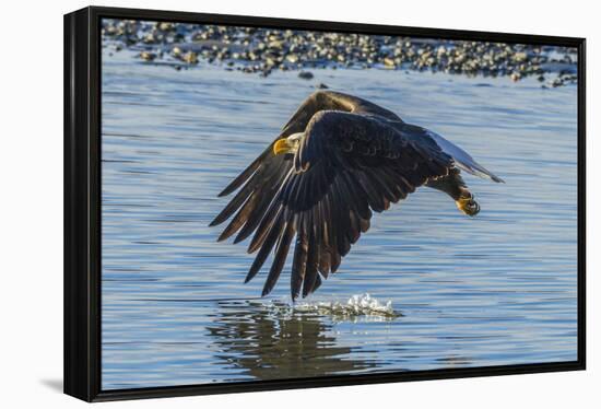 USA, Alaska, Chilkat Bald Eagle Preserve, bald eagle flying-Jaynes Gallery-Framed Premier Image Canvas