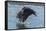 USA, Alaska, Chilkat Bald Eagle Preserve, bald eagle flying-Jaynes Gallery-Framed Premier Image Canvas