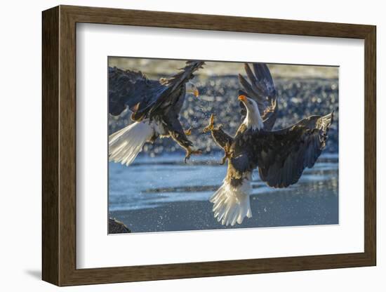 USA, Alaska, Chilkat Bald Eagle Preserve, bald eagle flying-Jaynes Gallery-Framed Photographic Print